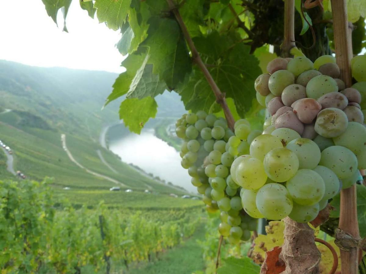 Апартаменти Der Weinladen Креф Екстер'єр фото